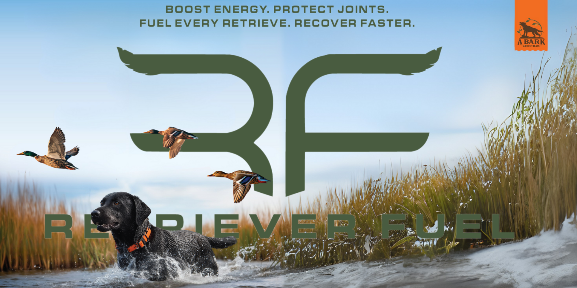 Black dog with a orange collar retrieving ducks in a marsh, with 'Reverie Fuel' branding and text.