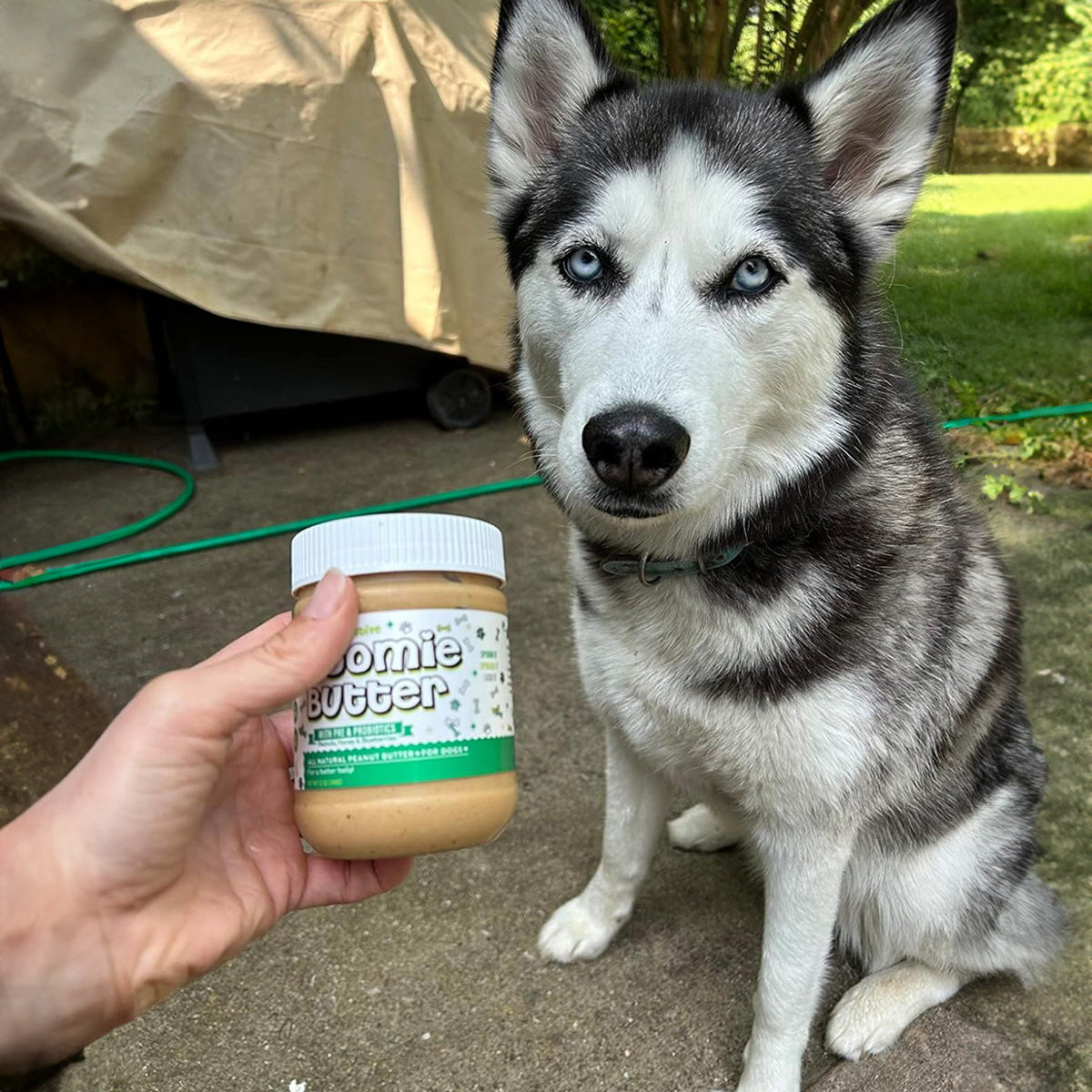 Zoomie Butter: Gut & Digestive