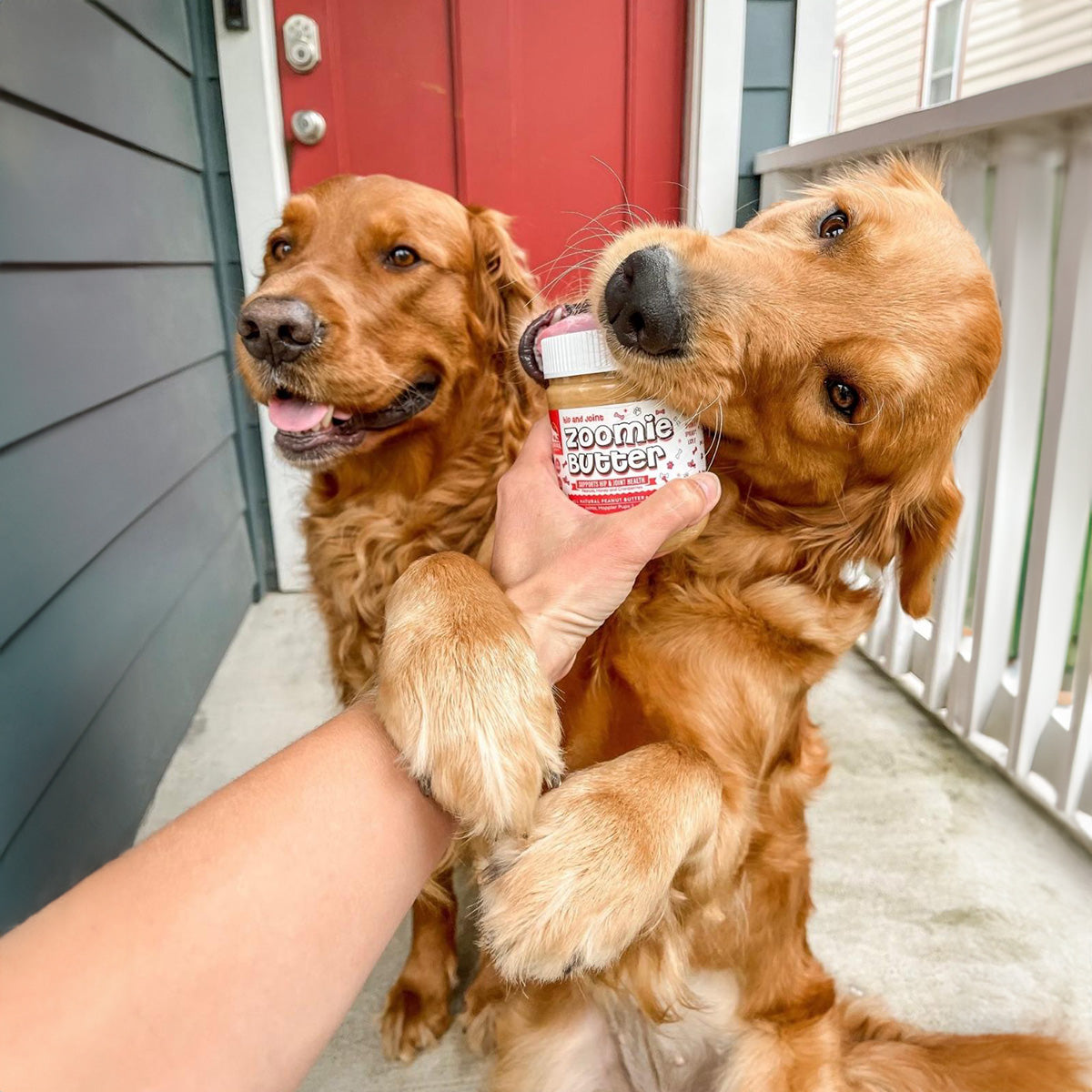 Bundle: Hip & Joint + Gut & Digestive Zoomie Butters